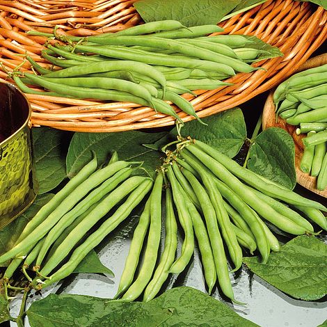 Dwarf Bean 'Tendergreen'