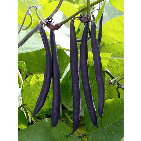 Dwarf Bean 'Purple Teepee'