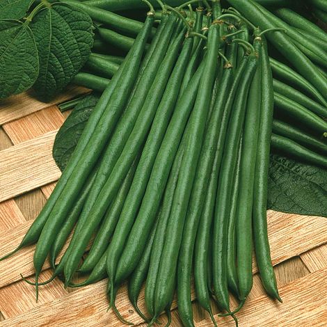 Dwarf Bean 'Boston' (Start-A-Garden™ Range)