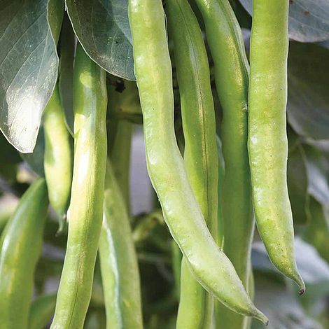 Broad Bean 'Masterpiece Green Longpod'