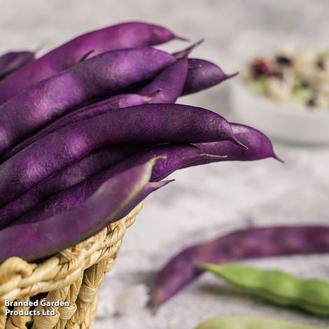 Climbing Bean 'Blauhilde' - Seeds