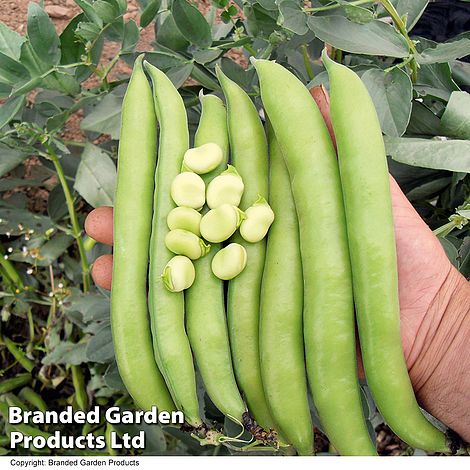 Bean Broad 'Luz de Otono'