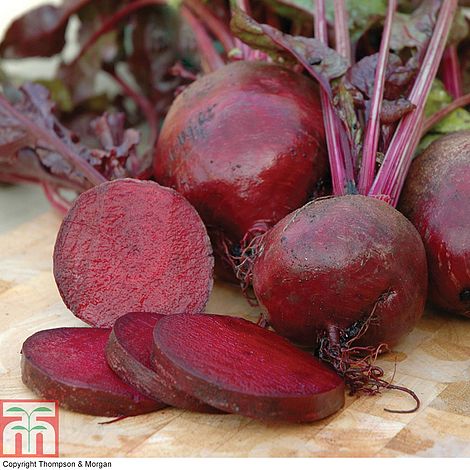 Beetroot 'Boltardy' (Globe)