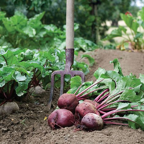 Beetroot 'Detroit 2 Crimson Globe'