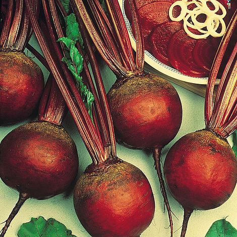 Beetroot 'Rubidus' (Globe)