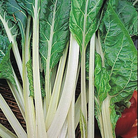 Swiss Chard 'Lucullus'