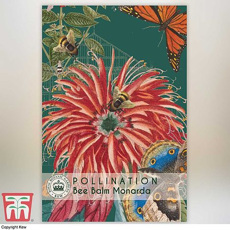 Bee Balm - Kew Pollination Collection