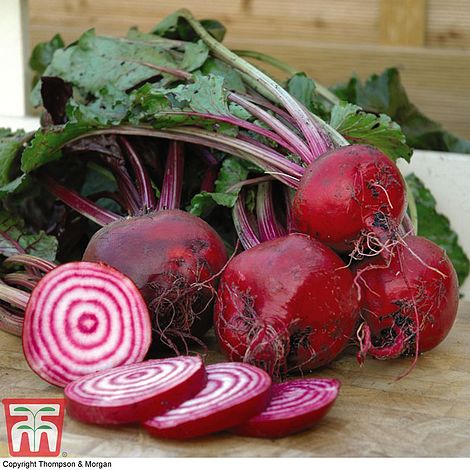 Beetroot 'Chioggia' (Globe)