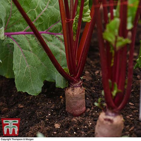 Beetroot 'Alto' F1 Hybrid