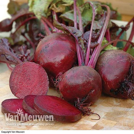 Beetroot 'Boltardy' (Globe)