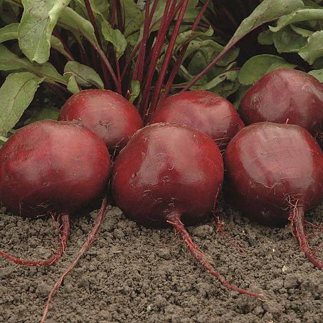 Beetroot 'Moneta'