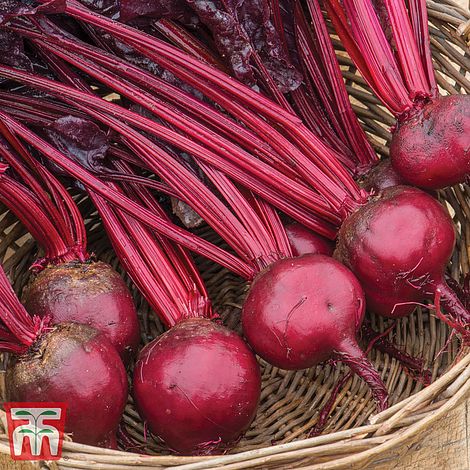 Beetroot 'Morello'