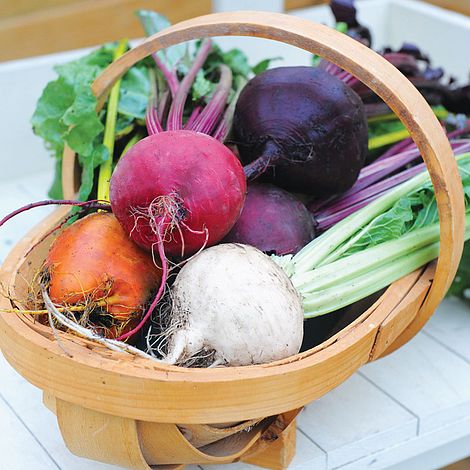 Beetroot 'Rainbow Beet' (Globe)