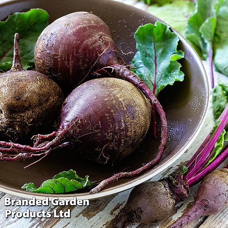 Beetroot 'Jolie' F1