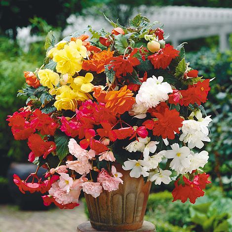 Begonia (Cascading)