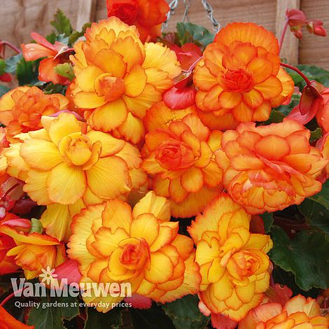 Begonia 'Cascading Fireball'