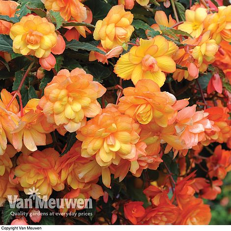 Begonia x tuberhybrida 'Apricot Shades Improved' F1 Hybrid