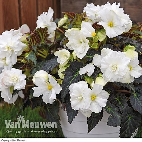 Begonia 'Nonstop Joy Mocca White'