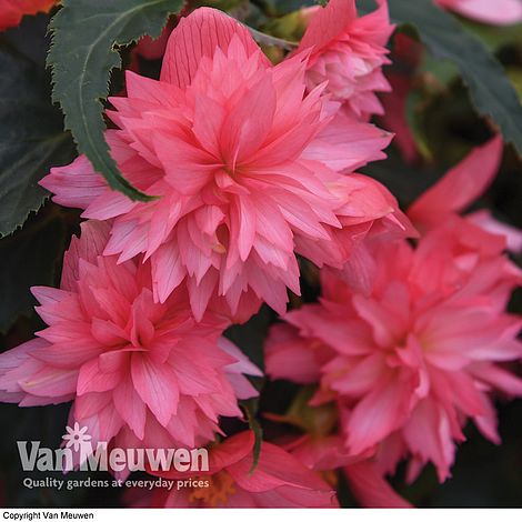 Begonia 'Funky Pink'