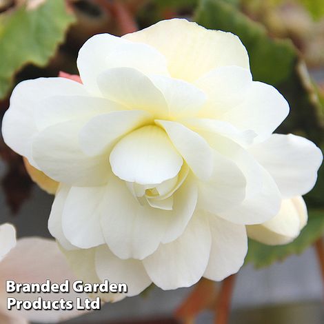 Begonia 'Belina Vanilla'