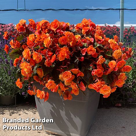 Begonia 'Catrin'