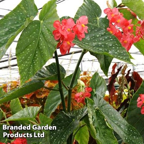 Begonia 'Comte De Lesseps'