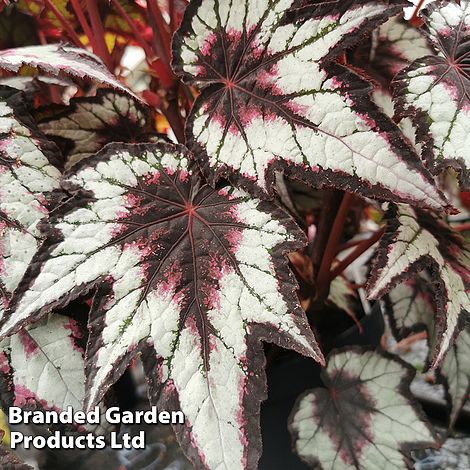 Begonia 'Dark Eyes'