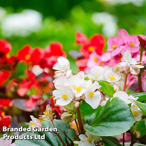 Begonia 'Emperor Mix'