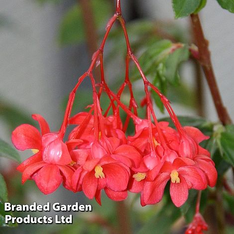 Begonia fuchsioides