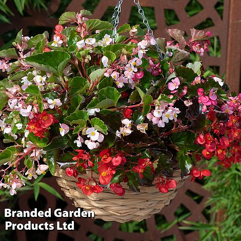 Begonia 'Hula Mixed'