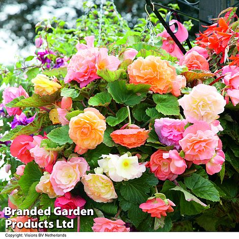 Begonia 'Parisienne' (Trailing)