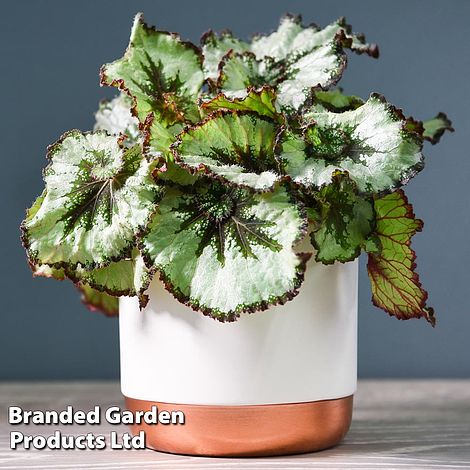 Begonia 'Escargot'