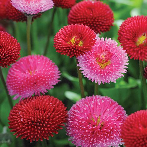 Bellis perennis 'Pomponette' Mixed