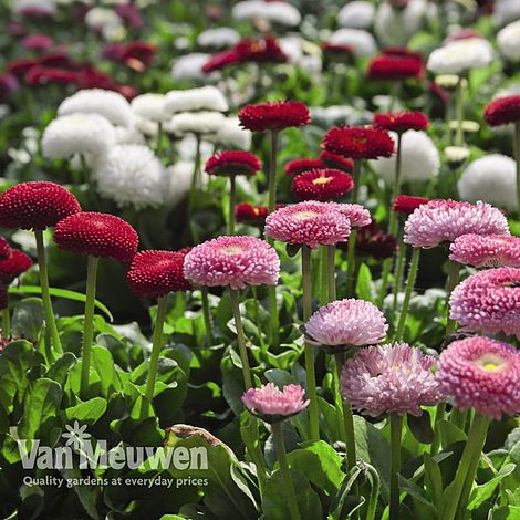 Bellis perennis 'Bellissima Mixed'