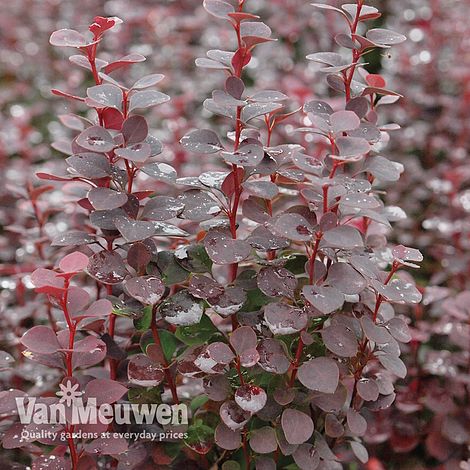 Berberis 'Chocolate Summer'