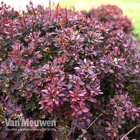 Berberis thunbergii f. atropurpurea 'Dart's Red Lady'