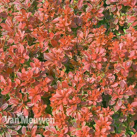 Berberis thunbergii f. atropurpurea 'Admiration'