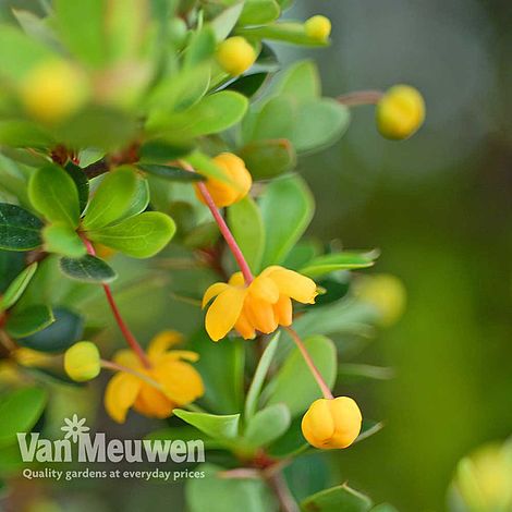 Berberis buxifolia 'Nana'