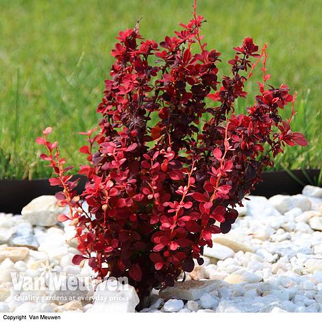 Berberis thunbergii f. atropurpurea 'Orange Rocket'