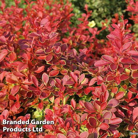 Berberis thunbergii 'Coral'