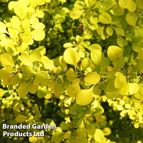 Berberis thunbergii 'Golden Carpet'