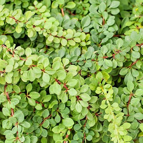 Berberis thunbergii 'Green Carpet'