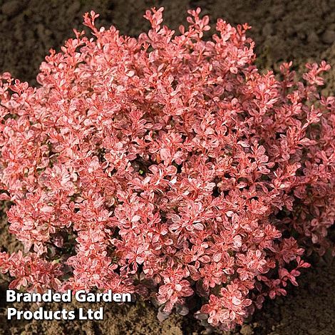 Berberis thunbergii 'Inspiration'