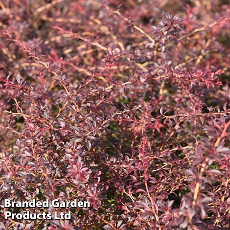 Berberis thunbergii 'Orange Dream'