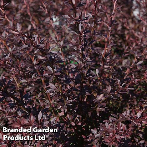 Berberis thunbergii 'Red Dream'