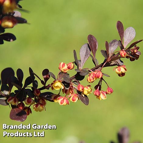 Berberis thunbergii f. atropurpurea 'Rose Glow'