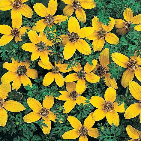 Bidens ferulifolia 'Golden Eye'