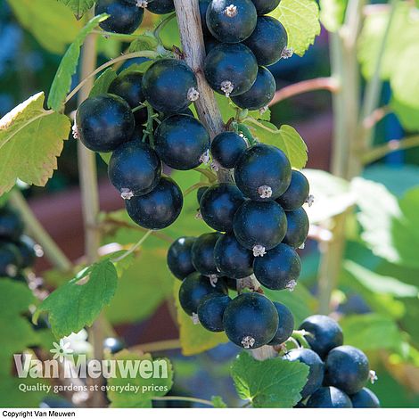 Blackcurrant 'Big Ben'