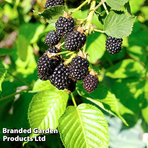 Blackberry 'Triple Crown'