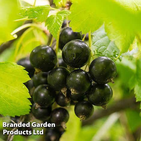 Blackcurrant 'Ben Connan'